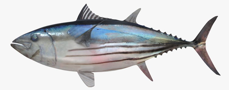 Csíkoshasú tonhal