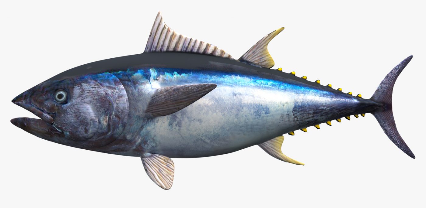 Kékúszójú tonhal