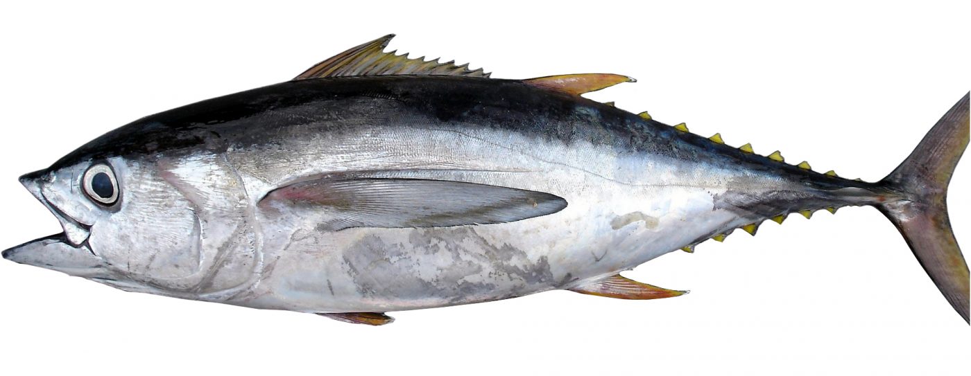 Nagyszemű tonhal