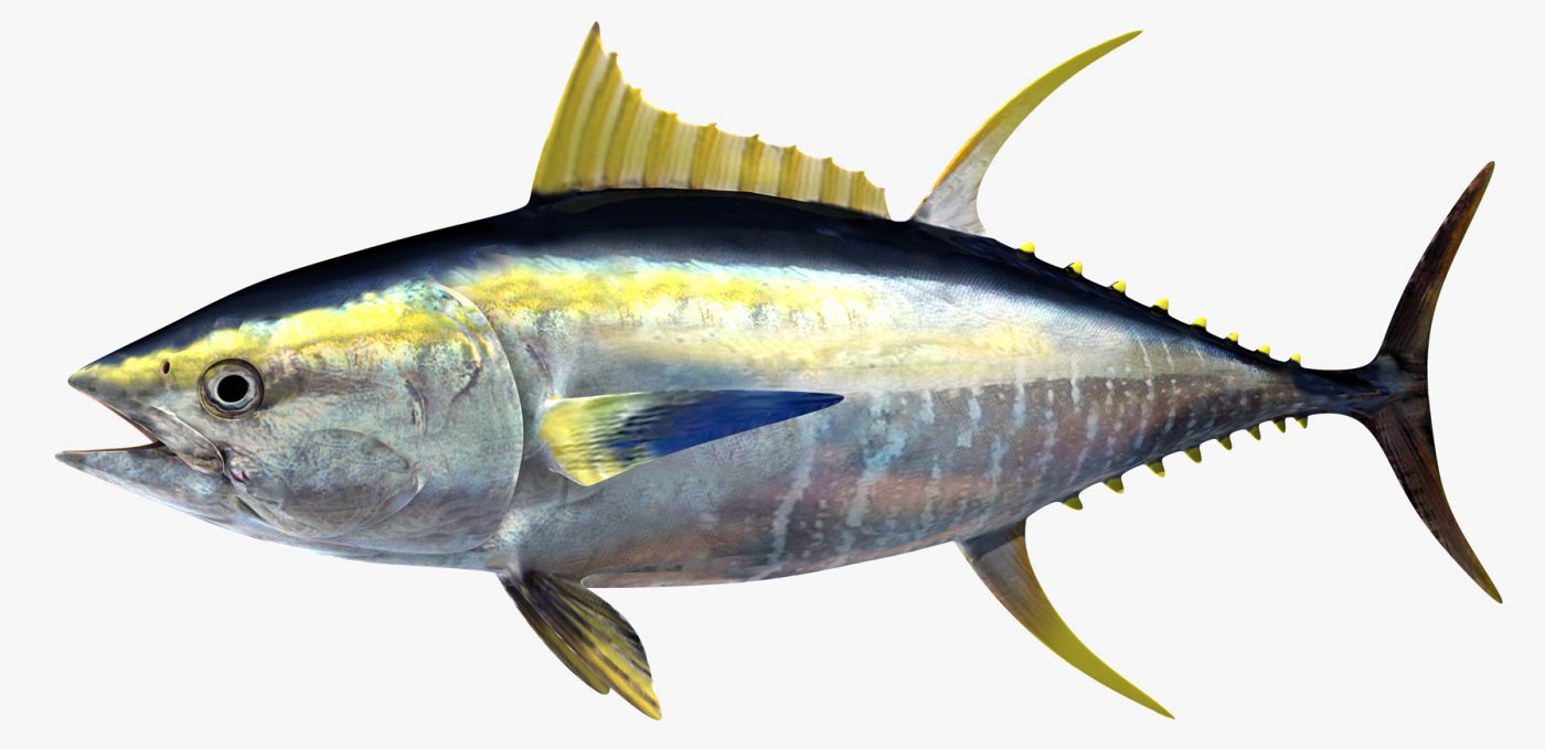 Sárgaúszójú tonhal