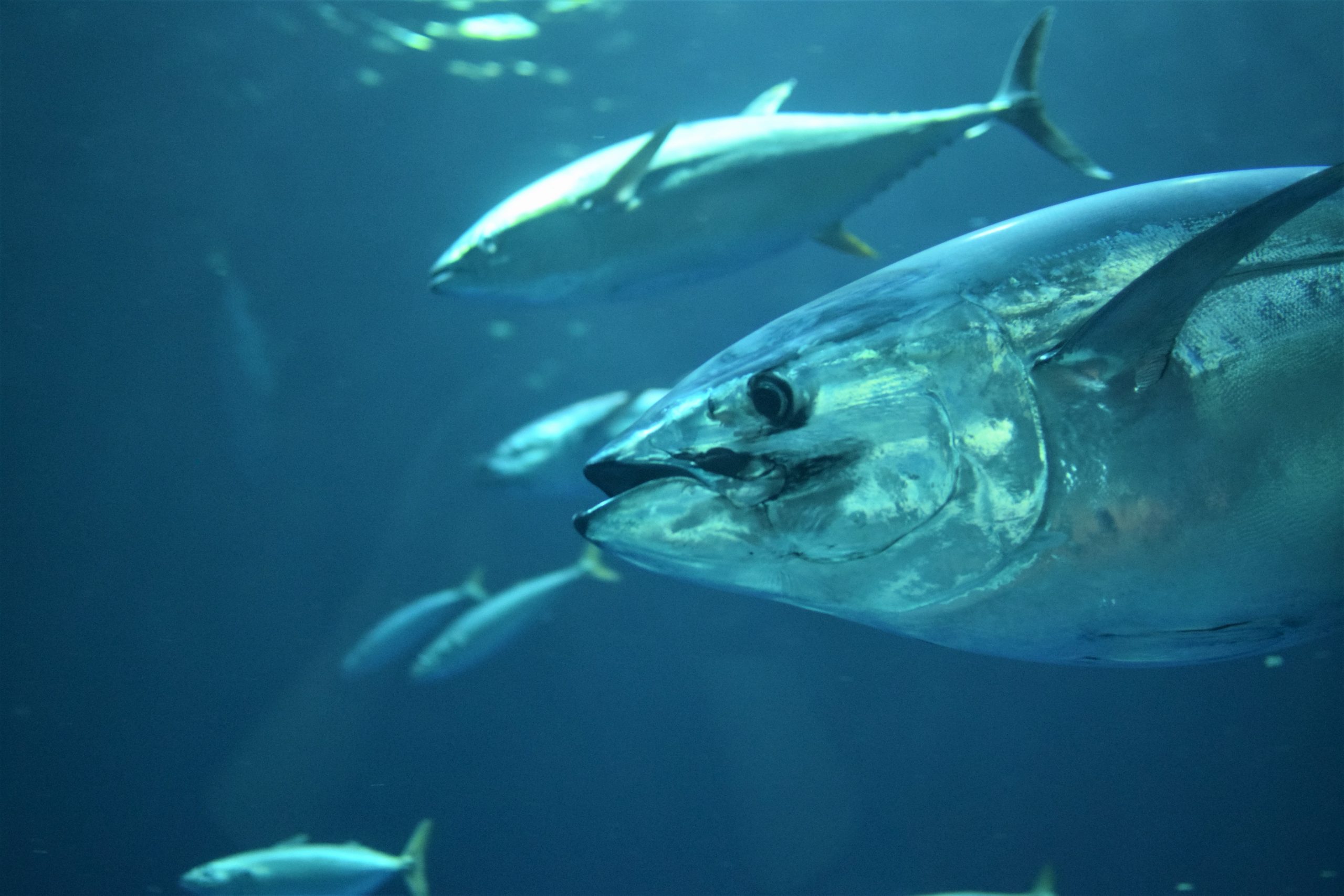 10 facts you didn t know about tuna cannedfish
