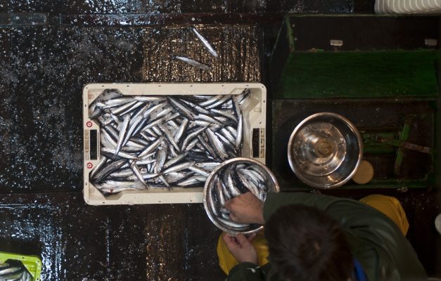 Szardella horgászat